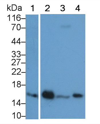 MAB960Ra23.jpg