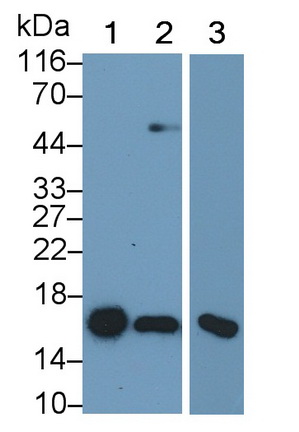 MAB960Ra25.jpg