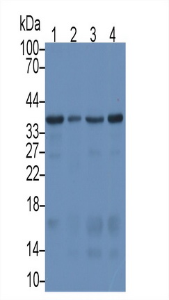 Monoclonal Antibody to Syndecan 1 (SDC1)