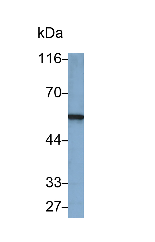 Monoclonal Antibody to Syndecan 1 (SDC1)