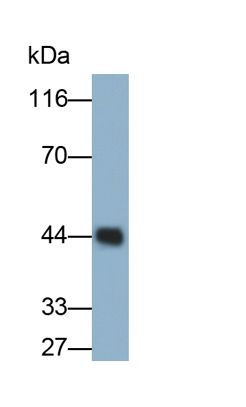 Monoclonal Antibody to Apolipoprotein A4 (APOA4)