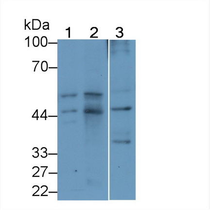 Monoclonal Antibody to Pigment Epithelium Derived Factor (PEDF)