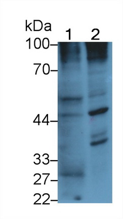 MAB972Mu22.jpg