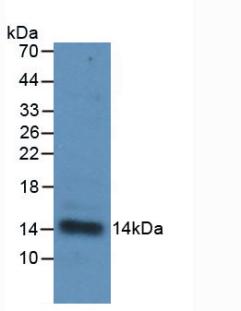 Monoclonal Antibody to Interleukin 33 (IL33)