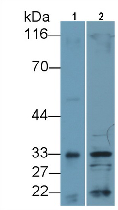 Monoclonal Antibody to Interleukin 33 (IL33)