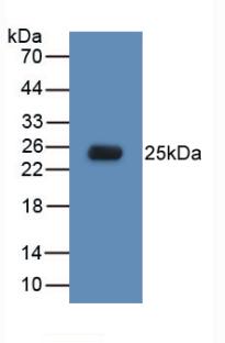 Monoclonal Antibody to Toll Like Receptor 5 (TLR5)