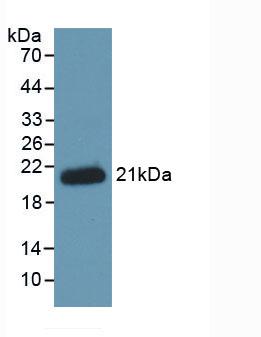MAB995Hu26.jpg