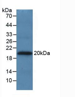 Monoclonal Antibody to Apolipoprotein A5 (APOA5)