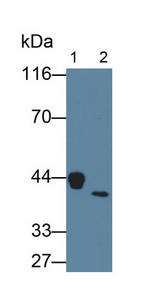 Monoclonal Antibody to Haptoglobin Related Protein (HPR)