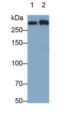 Monoclonal Antibody to Apolipoprotein B (APOB)