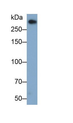 Monoclonal Antibody to Apolipoprotein B (APOB)