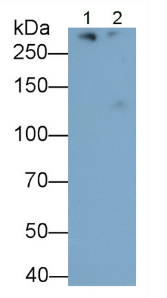 Monoclonal Antibody to Apolipoprotein B (APOB)