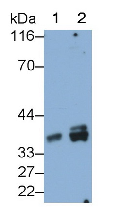 Monoclonal Antibody to Growth Differentiation Factor 15 (GDF15)