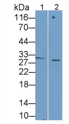 Monoclonal Antibody to Growth Differentiation Factor 15 (GDF15)