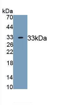 Monoclonal Antibody to Laminin Alpha 3 (LAMa3)