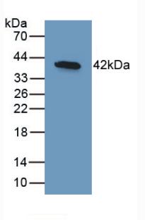 Monoclonal Antibody to Bone Morphogenetic Protein 10 (BMP10)