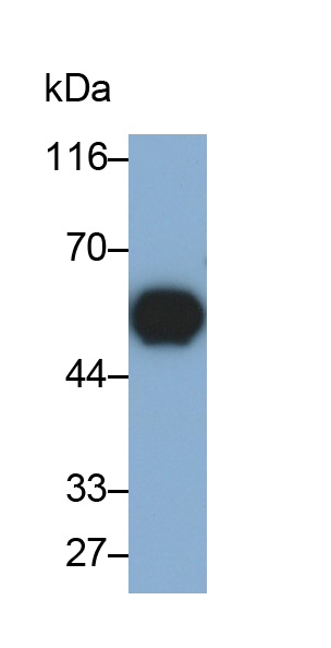 MAC123Hu21.jpg