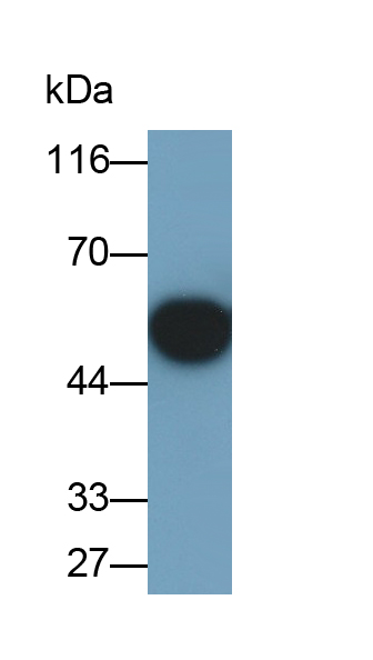 MAC123Hu22.jpg