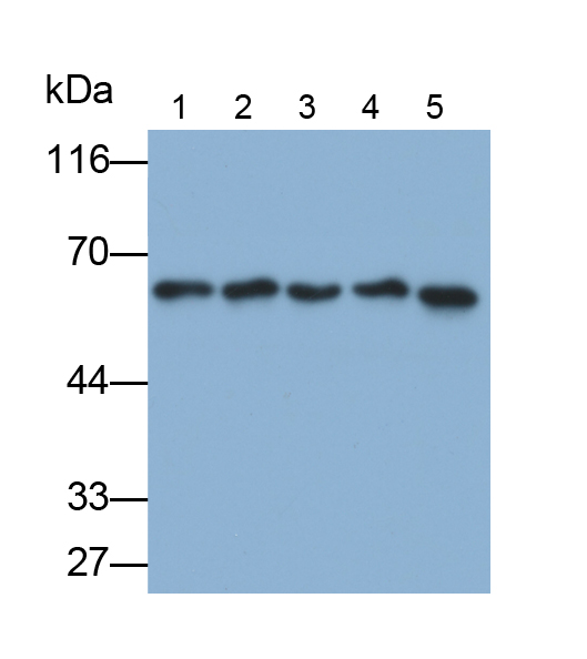 Monoclonal Antibody to Histone Deacetylase 1 (HDAC1)