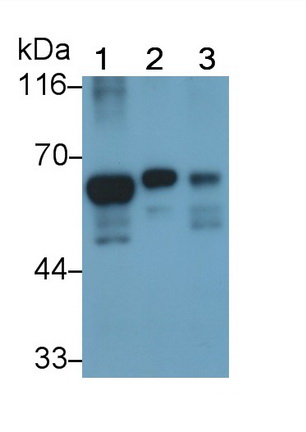 Monoclonal Antibody to Histone Deacetylase 1 (HDAC1)