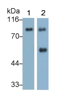 Monoclonal Antibody to Afamin (AFM)