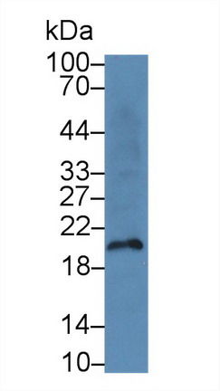 Monoclonal Antibody to Anterior Gradient 2 (AGR2)