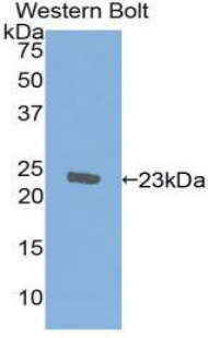 Monoclonal Antibody to Ionized Calcium-binding Adapter Molecule 1 (IBA1)