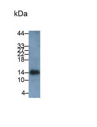 Monoclonal Antibody to Ionized Calcium-binding Adapter Molecule 1 (IBA1)