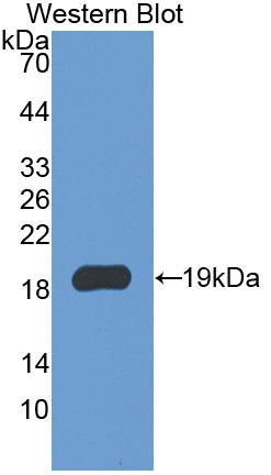 Monoclonal Antibody to Allograft inflammatory factor 1 (AIF1)