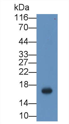 Monoclonal Antibody to Allograft inflammatory factor 1 (AIF1)