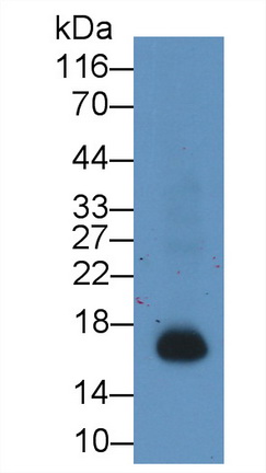 Monoclonal Antibody to Allograft inflammatory factor 1 (AIF1)