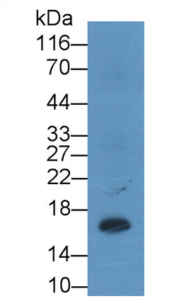 Monoclonal Antibody to Allograft inflammatory factor 1 (AIF1)
