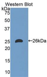 Monoclonal Antibody to Apolipoprotein M (APOM)