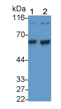 Monoclonal Antibody to Antithrombin (AT)