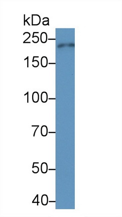 Monoclonal Antibody to Nuclear Mitotic Apparatus Protein 1 (NUMA1)