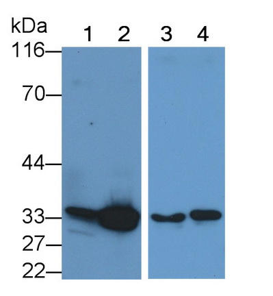 Monoclonal Antibody to Caspase 6 (CASP6)