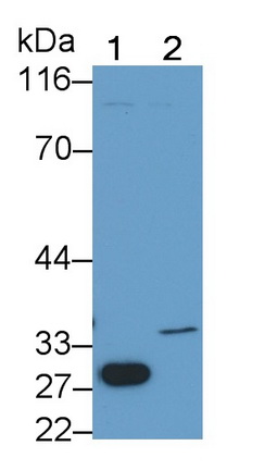 Monoclonal Antibody to Caspase 6 (CASP6)