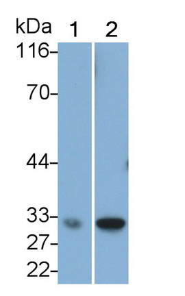 Monoclonal Antibody to Caspase 6 (CASP6)