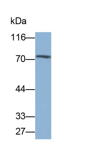 Monoclonal Antibody to Heat Shock 70kDa Protein 5 (HSPA5)