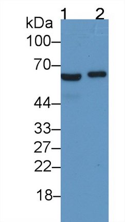 Monoclonal Antibody to Ferroportin (FPN)