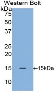 Monoclonal Antibody to Furin (FUR)