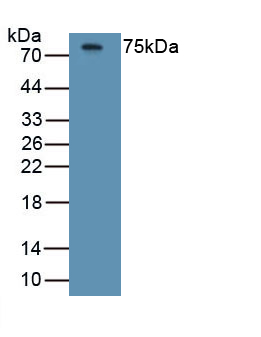 Monoclonal Antibody to Histidine Rich Glycoprotein (HRG)