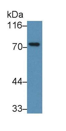 Monoclonal Antibody to Methyl CpG Binding Protein 2 (MECP2)