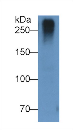 Monoclonal Antibody to Reelin (RELN)