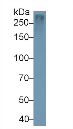 Monoclonal Antibody to Reelin (RELN)