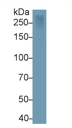 Monoclonal Antibody to Reelin (RELN)