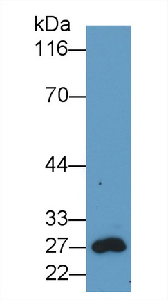 Monoclonal Antibody to Green Fluorescent Protein (GFP)