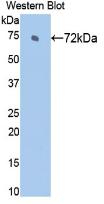 Monoclonal Antibody to Heat Shock 70kDa Protein 2 (HSPA2)