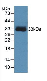 Monoclonal Antibody to Carbonic Anhydrase IV (CA4)