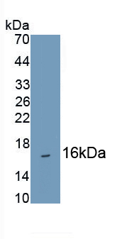 Monoclonal Antibody to Hemoglobin Alpha 1 (HBa1)